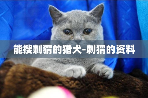 能搜刺猬的獵犬-刺猬的資料