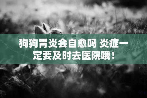 狗狗胃炎會自愈嗎 炎癥一定要及時去醫院哦！