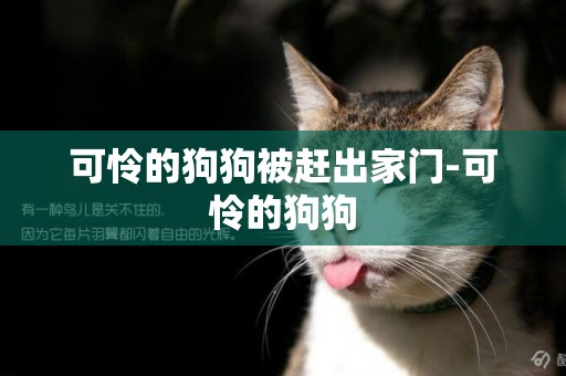 可憐的狗狗被趕出家門-可憐的狗狗