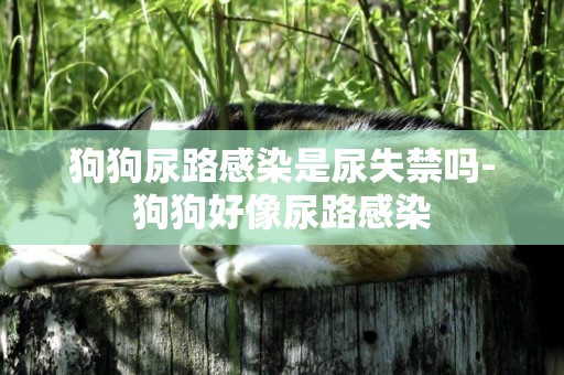 狗狗尿路感染是尿失禁嗎-狗狗好像尿路感染