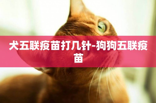 犬五聯疫苗打幾針-狗狗五聯疫苗