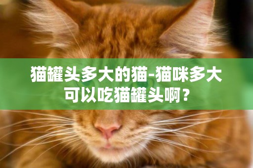 貓罐頭多大的貓-貓咪多大可以吃貓罐頭啊？