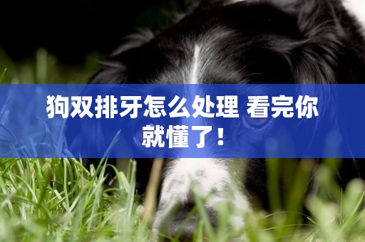 狗雙排牙怎么處理 看完你就懂了！