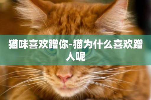 貓咪喜歡蹭你-貓為什么喜歡蹭人呢