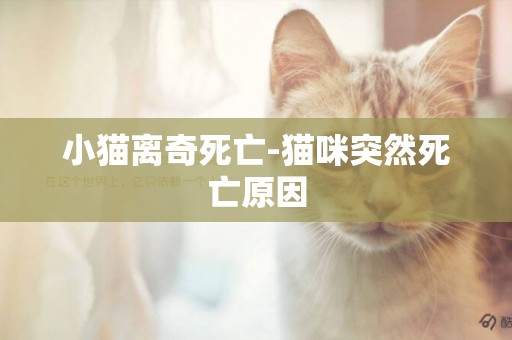 小貓離奇死亡-貓咪突然死亡原因