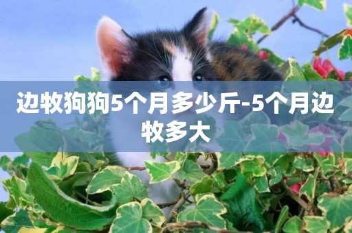 邊牧狗狗5個月多少斤-5個月邊牧多大