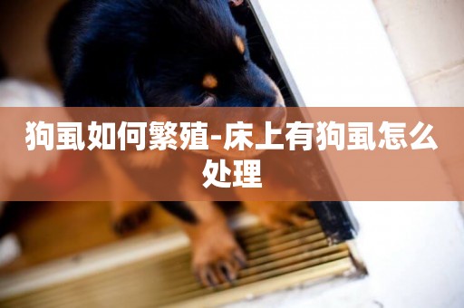 狗虱如何繁殖-床上有狗虱怎么處理
