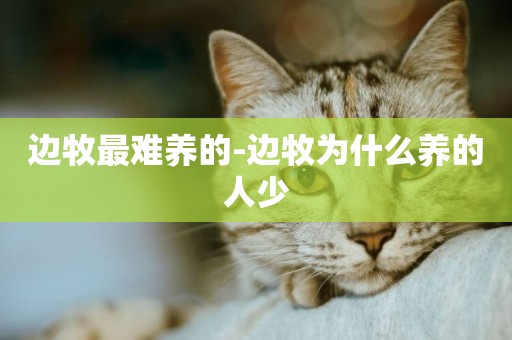邊牧最難養的-邊牧為什么養的人少