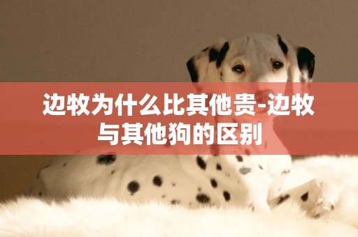 邊牧為什么比其他貴-邊牧與其他狗的區別