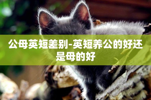 公母英短差別-英短養公的好還是母的好