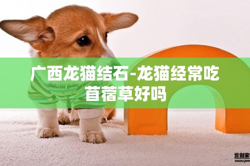 廣西龍貓結石-龍貓經常吃苜蓿草好嗎