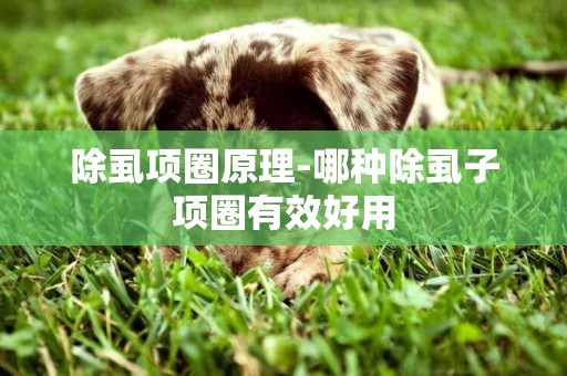 除虱項圈原理-哪種除虱子項圈有效好用