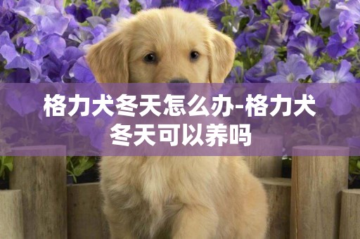 格力犬冬天怎么辦-格力犬冬天可以養嗎