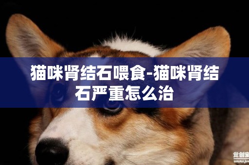 貓咪腎結石喂食-貓咪腎結石嚴重怎么治