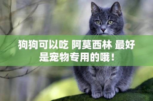 狗狗可以吃 阿莫西林 最好是寵物專用的哦！