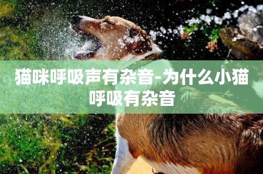 貓咪呼吸聲有雜音-為什么小貓呼吸有雜音
