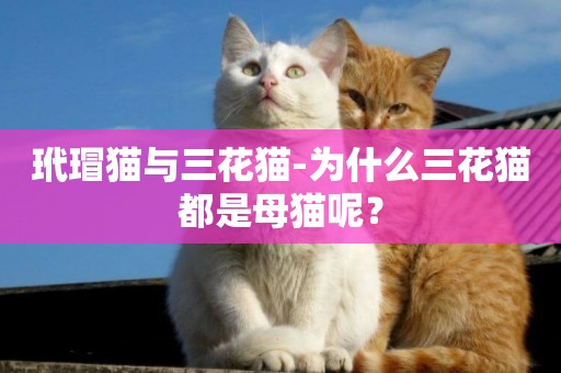 玳瑁貓與三花貓-為什么三花貓都是母貓呢？