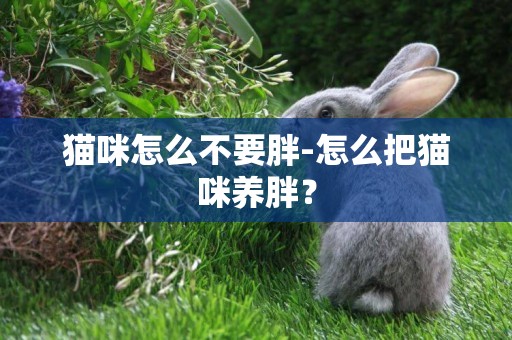 貓咪怎么不要胖-怎么把貓咪養胖？