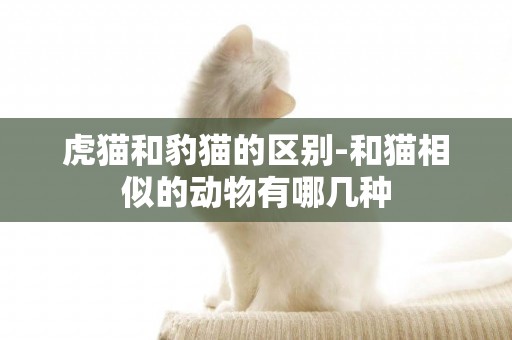 虎貓和豹貓的區別-和貓相似的動物有哪幾種