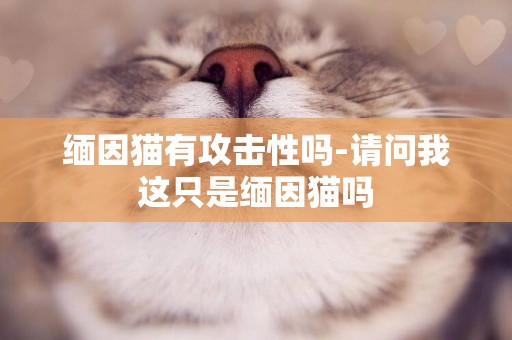 緬因貓有攻擊性嗎-請問我這只是緬因貓嗎