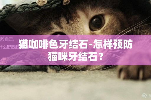 貓咖啡色牙結石-怎樣預防貓咪牙結石？