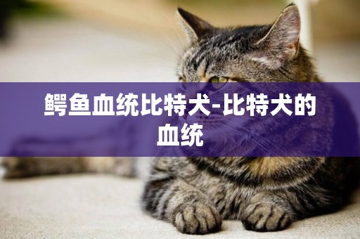 鱷魚血統比特犬-比特犬的血統