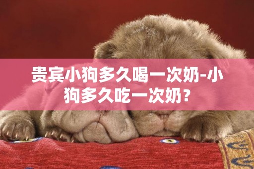 貴賓小狗多久喝一次奶-小狗多久吃一次奶？