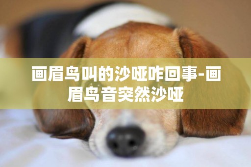 畫眉鳥叫的沙啞咋回事-畫眉鳥音突然沙啞