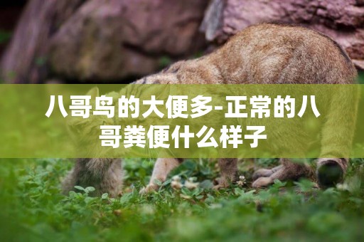 八哥鳥的大便多-正常的八哥糞便什么樣子