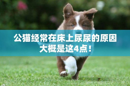 公貓經常在床上尿尿的原因大概是這4點！