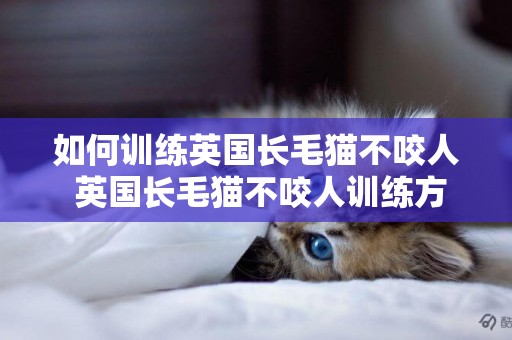 如何訓練英國長毛貓不咬人 英國長毛貓不咬人訓練方法