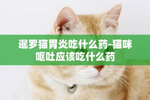 暹羅貓胃炎吃什么藥-貓咪嘔吐應該吃什么藥