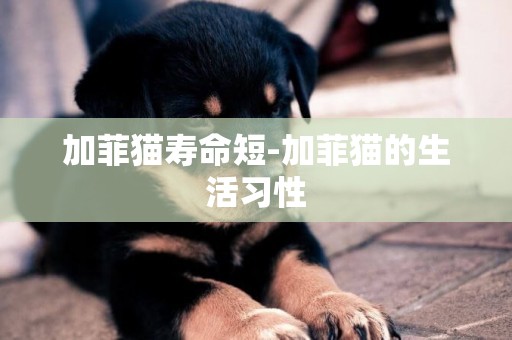 加菲貓壽命短-加菲貓的生活習性