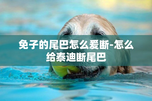 免子的尾巴怎么爰斷-怎么給泰迪斷尾巴
