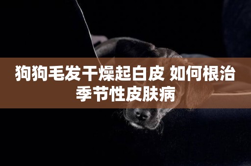 狗狗毛發干燥起白皮 如何根治季節性皮膚病