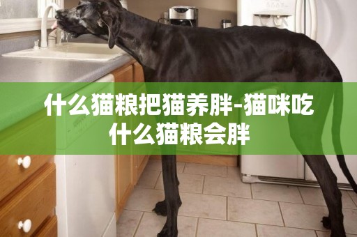 什么貓糧把貓養胖-貓咪吃什么貓糧會胖