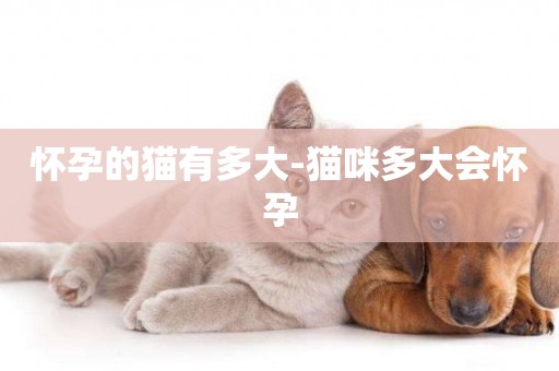 懷孕的貓有多大-貓咪多大會懷孕