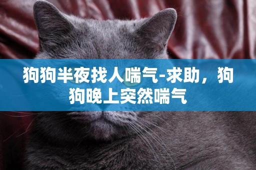 狗狗半夜找人喘氣-求助，狗狗晚上突然喘氣