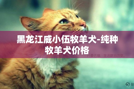 黑龍江威小伍牧羊犬-純種牧羊犬價格