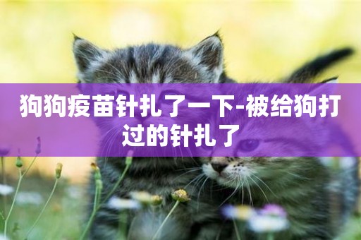 狗狗疫苗針扎了一下-被給狗打過的針扎了