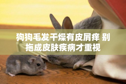 狗狗毛發干燥有皮屑癢 別拖成皮膚疾病才重視