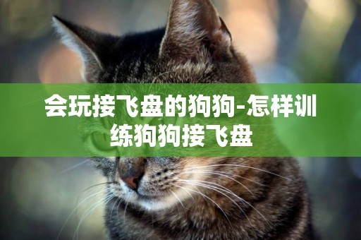 會玩接飛盤的狗狗-怎樣訓練狗狗接飛盤