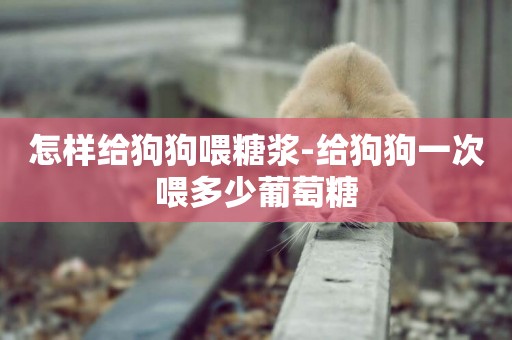 怎樣給狗狗喂糖漿-給狗狗一次喂多少葡萄糖