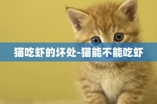 貓吃蝦的壞處-貓能不能吃蝦