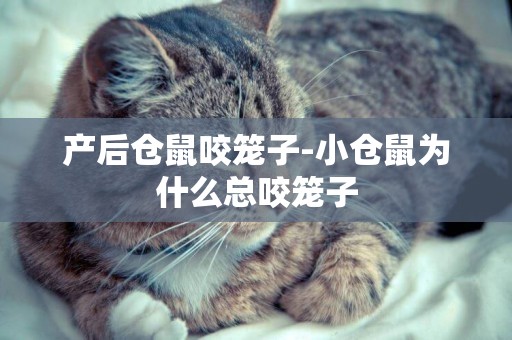 產后倉鼠咬籠子-小倉鼠為什么總咬籠子