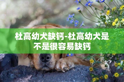 杜高幼犬缺鈣-杜高幼犬是不是很容易缺鈣
