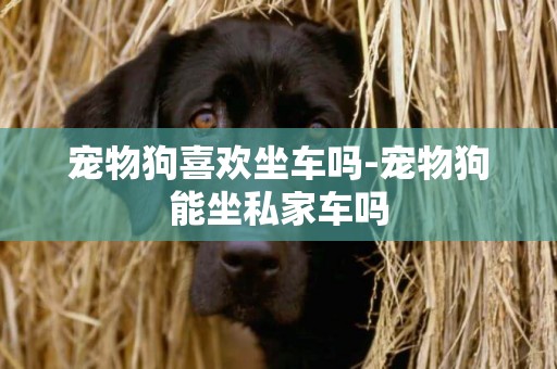 寵物狗喜歡坐車嗎-寵物狗能坐私家車嗎