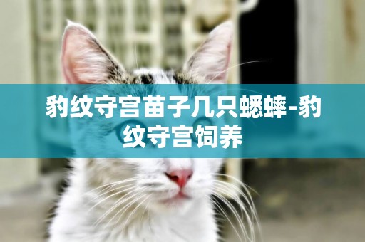豹紋守宮苗子幾只蟋蟀-豹紋守宮飼養
