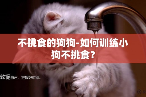 不挑食的狗狗-如何訓練小狗不挑食？