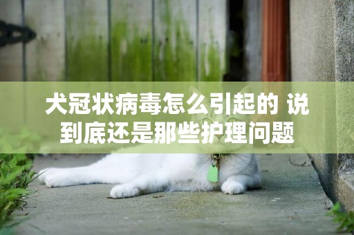 犬冠狀病毒怎么引起的 說到底還是那些護理問題
